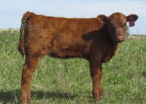 Diamond Prophecy 21P daughter (20Z).jpg