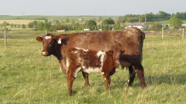 Diamond Ravishing Susan 35R and Diamond Urban Legend heifer calf.jpg