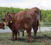 Frimley Wedgewood Clare 2W with Glenford Captain 39X bull calf.jpg