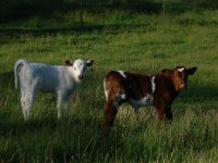 Bellringer hfr and AOD bull at 1 week 5-20-12.JPG