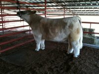 eye candy X hoo doo steer.jpg