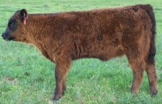 2042 heifer-1.jpg