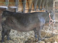 4-H2012 048.jpg