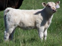 wayfare white heifer2.jpg