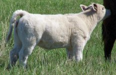 wayfare white heifer.jpg