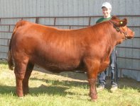 Champ Steer Melita 4-H Rally.jpg