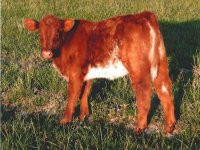 Redline x 4074610 Heifer.JPG