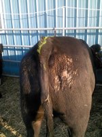 tail chalk heifer.jpg