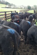 breeding heifers.jpg