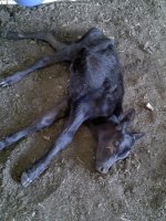 calf 2.jpg