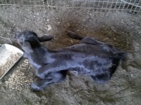 calf 1.jpg