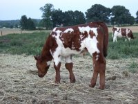 Rosey calf 6-28-12(600x450).jpg