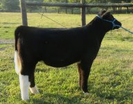 Mercedes Benz Heifer (resized).jpg