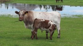 Diamond Nona Maid 61N and Diamond Prophecy bull calf.jpg