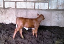 Nativeman calf.jpg
