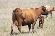 milliron cow 1.JPG