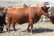 Mill Iron cow 2.JPG