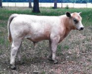 imageMONOPOLY X 453 -TEXAS-crop (1)-1.JPG