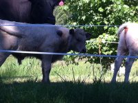 Calf Feb 2012.JPG
