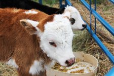 5blog-calf-feed.jpg