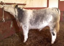 shorthorn steer 2.jpg