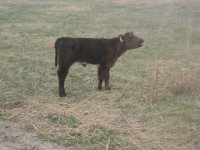 27 calf smaller for steer planet.jpg