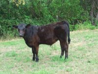 richs steer.jpg