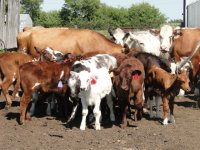 cows2012 130.jpg