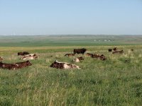 pasture pics 001 - Copy.JPG