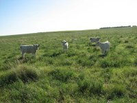 pasture pics 007.JPG