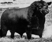 Mystery black bull.jpg
