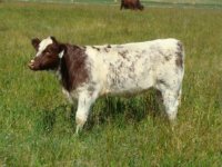 Leroy Myrtle Bo heifer.jpg