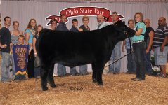 1 Ch Steer, Ch Div 4 lres.jpg