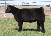 Foster 20,000 (Heifer).jpg