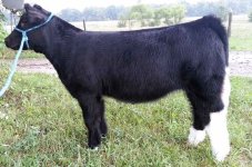 Benz Heifer August.jpg