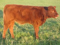 red heifer.JPG