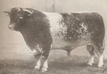 Name the Bull 001.jpg