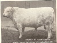 Maxwalton Sale 1910 -Shenstone Albino-.jpg