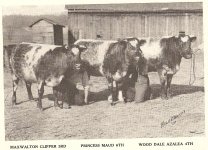 Maxwalton Sale 1910 -Maxwalton Clipper 3rd and heifers-.jpg