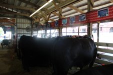 stalls 2 2012.jpg
