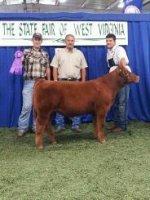 wa steer 2012.jpg