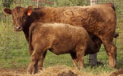 3040 and calf.jpg