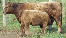 3040 and calf-2.jpg