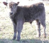 3402heifer3-28-12.jpg