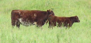 rsz_21x_and_heifer_calf.jpg