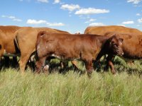 cows2012 176.jpg