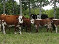 cows2012 180.jpg