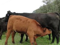 cows2012 181.jpg