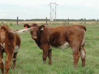 cows2012 182.jpg