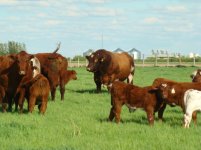 Leroy at 8 years and some of his calves.jpg